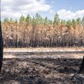 Les Incendies en France : Actions et Réponses