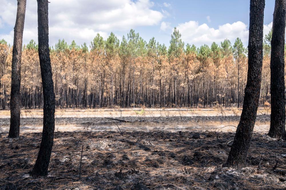0496cd31-76c9-4521-a8d8-497c6b069d70 Les Incendies en France : Actions et Réponses