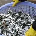 Conséquences Environnementales de l&rsquo;Hécatombe de Sardines en Afrique du Sud