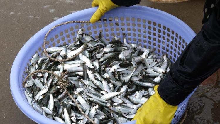 050e2233-4cd7-44f5-b015-b3ac2ab510a2 Conséquences Environnementales de l’Hécatombe de Sardines en Afrique du Sud