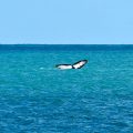 Record de Température des Océans: Conséquences et Défis