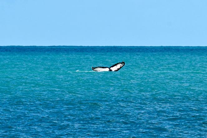 0d6ff1fd-aa15-4a2e-827e-51b242146526 Record de Température des Océans: Conséquences et Défis