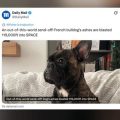 Les cendres d&rsquo;Oscar, un bouledogue français, envoyées dans l&rsquo;espace