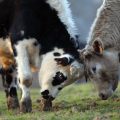 Un taureau meurt après une chute à Fougères