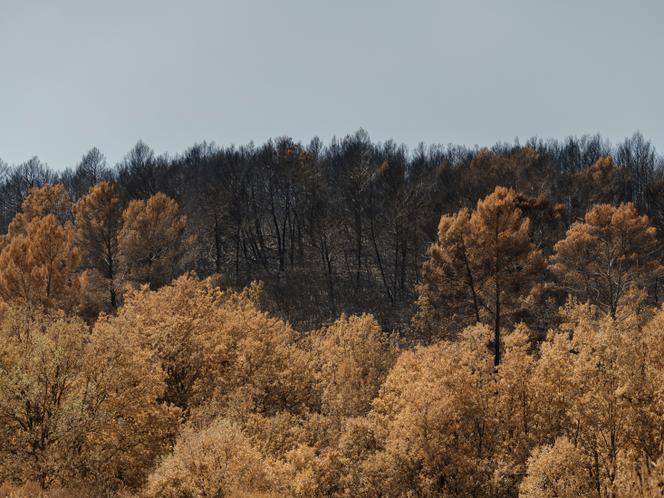 26d1ecd0-fb53-478b-bf8d-f9364617b5d9 Incendies sur le massif du Gros Bessillon