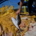 La prolifération du poisson-ballon en Grèce: un défi pour les pêcheurs