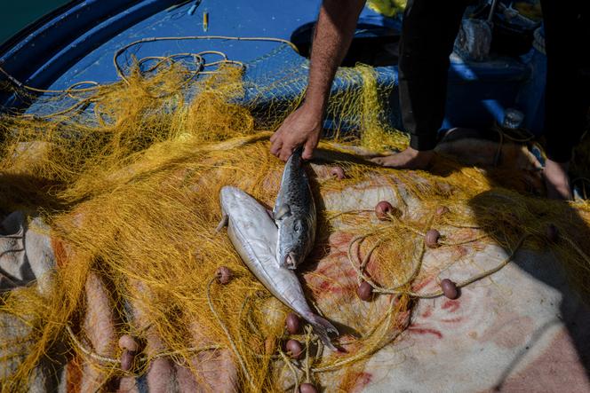27a1eaab-d4c4-442c-85e9-93c2dfb128ff La prolifération du poisson-ballon en Grèce: un défi pour les pêcheurs