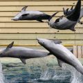 Le Zooparc de Beauval renonce à son projet d&rsquo;accueil de dauphins