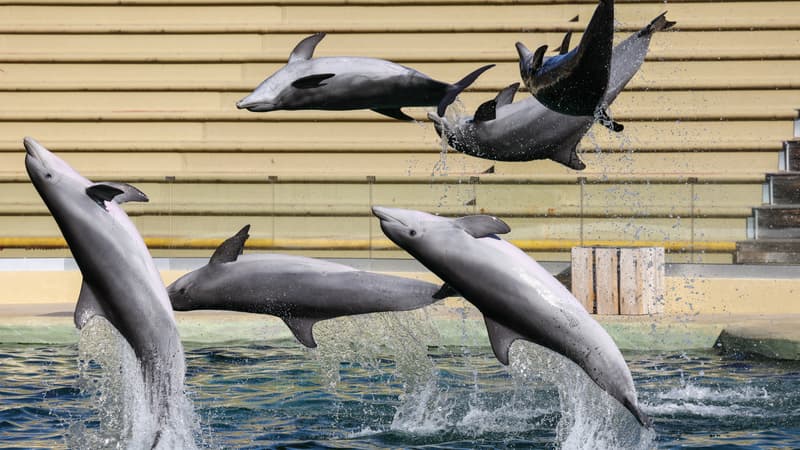 29bcea4a-0531-4634-b92e-4f90d9f48a1c Le Zooparc de Beauval renonce à son projet d’accueil de dauphins