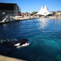 L&rsquo;avenir des dauphins en France : un projet avorté et des solutions incertaines