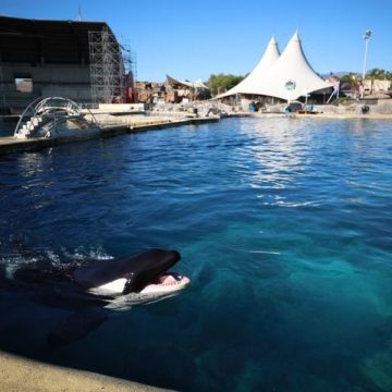 L&rsquo;avenir des dauphins en France : un projet avorté et des solutions incertaines