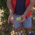Impact de la canicule sur la production fruitière en Loire-Atlantique