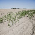 La Production de Maïs Grain en France : Une Baisse Historique en 2026