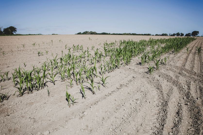 FRANCE-SECHERESSE-AGRICULTURE-CLOHARS-CARNOET La Production de Maïs Grain en France : Une Baisse Historique en 2026