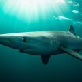 Incidents de requins en Irlande : témoignage et mise en garde