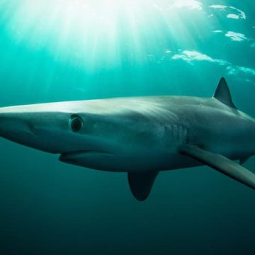 Incidents de requins en Irlande : témoignage et mise en garde