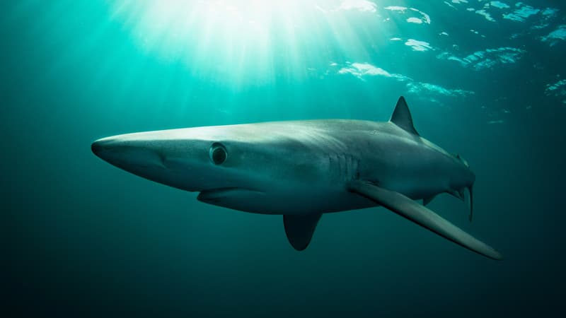 46fae5db-304b-4fde-ab72-a92867769ab0 Incidents de requins en Irlande : témoignage et mise en garde
