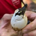 Naissance de crocodiles à la Ferme aux crocodiles : un signe du réchauffement climatique