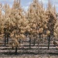 Les Répercussions des Incendies en Gironde