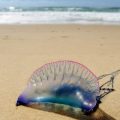 Les physalies envahissent les plages du Sud-Ouest