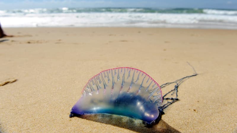4b43a4ab-4639-4f71-9065-55510c6f2209 Les physalies envahissent les plages du Sud-Ouest