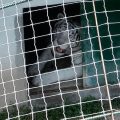 Opération de sauvetage d&rsquo;animaux exotiques au Mexique lors d&rsquo;un coup de filet contre le trafic de carburant