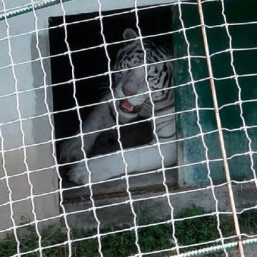 4c16f4e2-eb3b-4ea3-a249-c86f993908d7 Opération de sauvetage d’animaux exotiques au Mexique lors d’un coup de filet contre le trafic de carburant