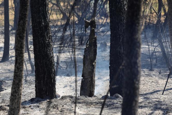 5d875fc8-3d1a-4f29-8e61-2a2cd560d3de Incendies en France: des défis de taille pour les pompiers
