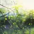 La Vie de Marie par Rainer Maria Rilke : Une Exploration Poétique