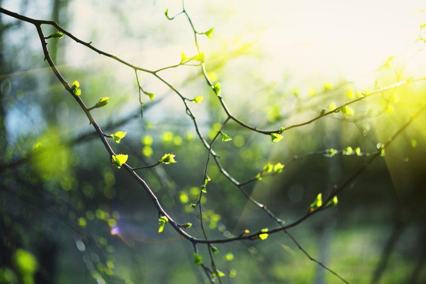 Closeup of birch bud leaves in spring in the forest. La Vie de Marie par Rainer Maria Rilke : Une Exploration Poétique