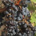 Les dégâts des orages en Gironde touchent durement les vignobles