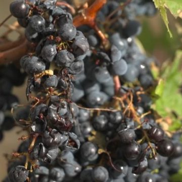 Les dégâts des orages en Gironde touchent durement les vignobles