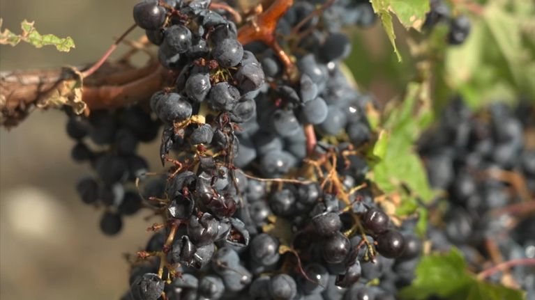 621ccd94-76d7-4fd8-8d70-88165736e731 Les dégâts des orages en Gironde touchent durement les vignobles