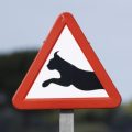 Un panneau pour protéger les lynx du Jura