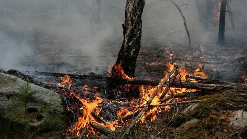 64d6e50a-f0d5-4bc9-b2e9-b9817cf6ad21 Un homme arrêté pour incendies volontaires dans les Deux-Sèvres et le Maine-et-Loire