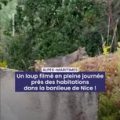 Un loup filmé en pleine journée près des habitations dans la banlieue de Nice