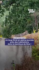 6689b059-96fa-4bd0-acd3-57f9fc5e331f Un loup filmé en pleine journée près des habitations dans la banlieue de Nice