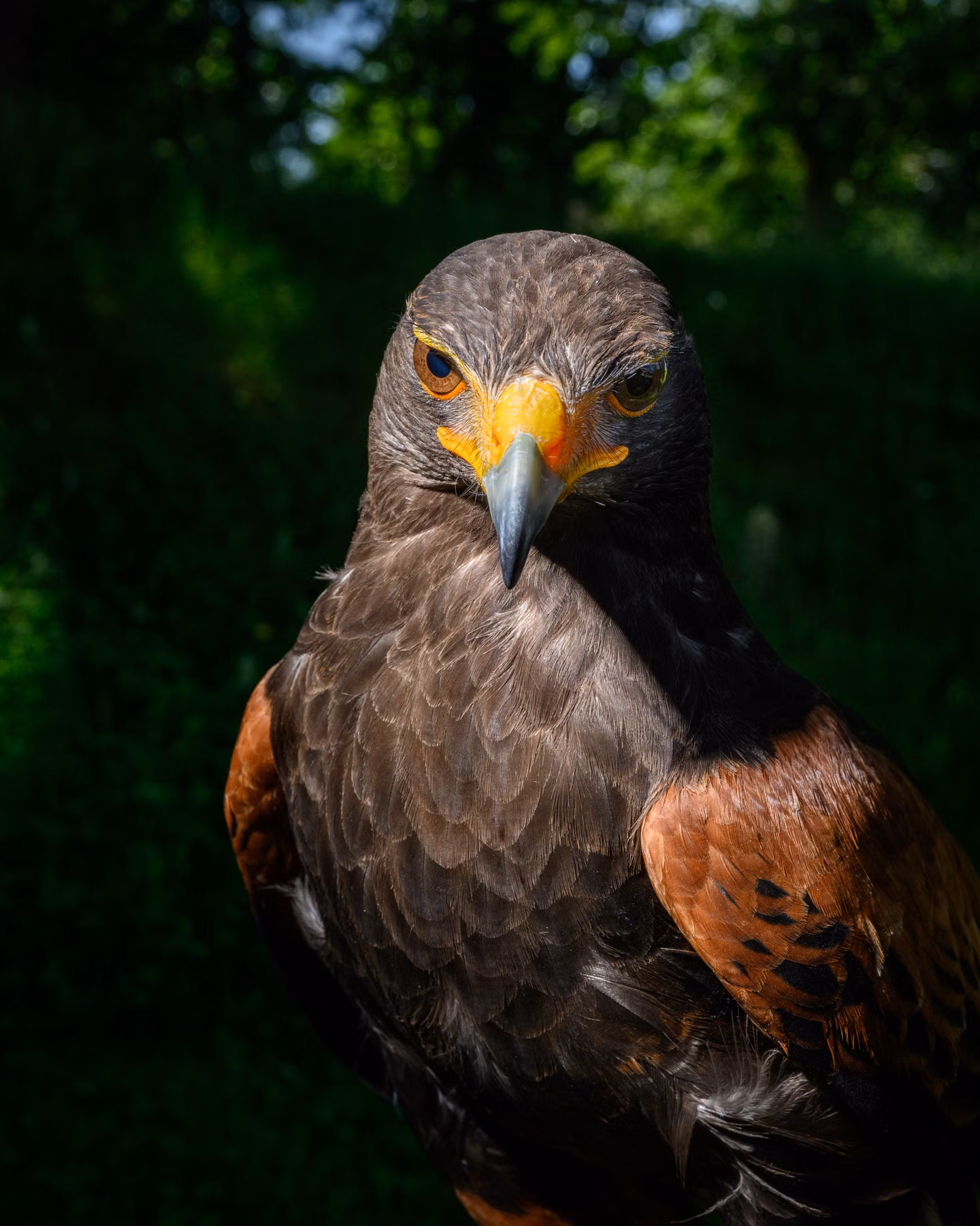 Protection des Aéronefs par des Rapaces dans les Yvelines