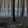 Premières mesures après l&rsquo;incendie en Gironde