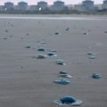 Arrêt de réacteurs nucléaires à Gravelines en raison d&rsquo;une invasion de méduses
