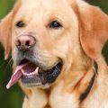 Interdictions Municipales Contre Les Risques de Chaleur Pour Les Animaux