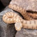 Les bons réflexes en cas de morsure de serpent
