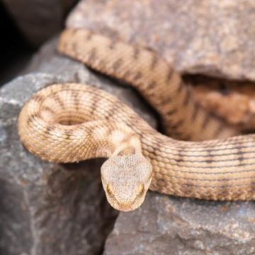 Les bons réflexes en cas de morsure de serpent