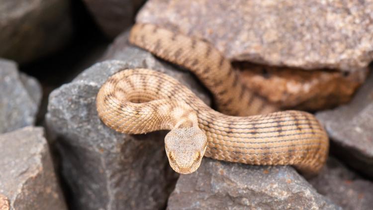 77fe7646-b8d0-461d-9740-94d2e063b0e6 Les bons réflexes en cas de morsure de serpent