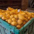 Impact de la Sécheresse sur la Production de Pommes de Terre