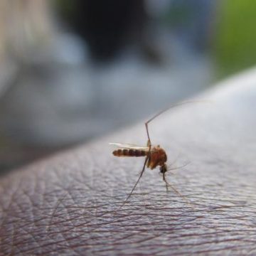 Propagation du virus du Nil Occidental en Europe