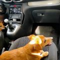 Actions d&rsquo;urgence pour animaux en danger dans les véhicules