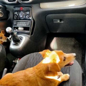 Actions d&rsquo;urgence pour animaux en danger dans les véhicules