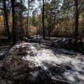 Les incendies en forêt de Fontainebleau enfin éteints après des semaines d&rsquo;efforts