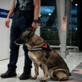 Arrestation de Français à Bangkok pour trafic de drogue